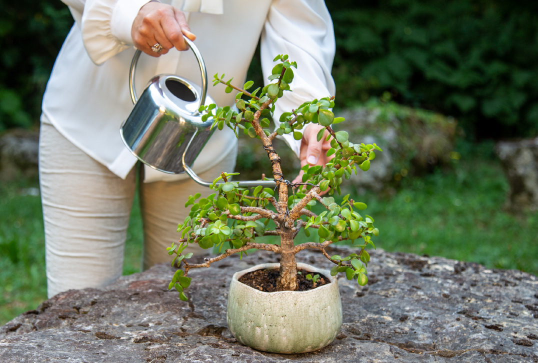 Nancy che innaffia delicatamente una pianta di bonsai